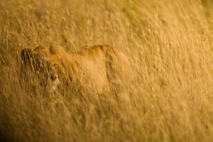 Lion in the grass