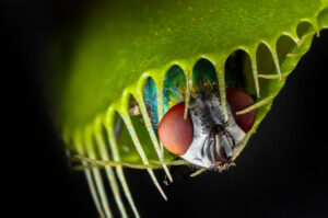Venus Flytrap with fly's head protruding